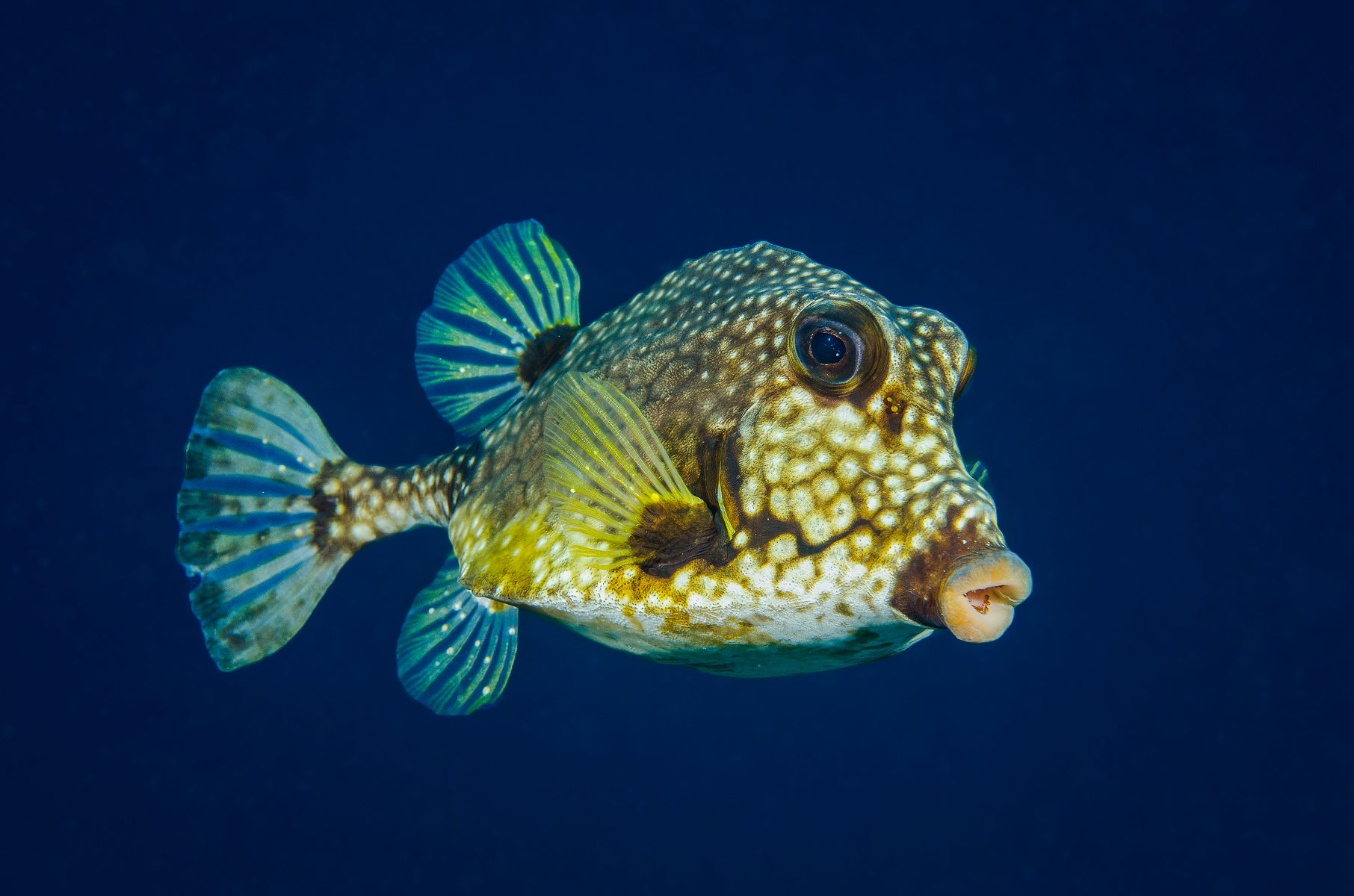 Cube trunkfish-bonaire 2-4